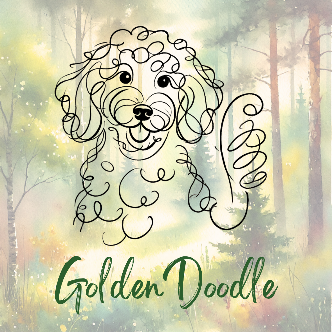 Goldendoodle