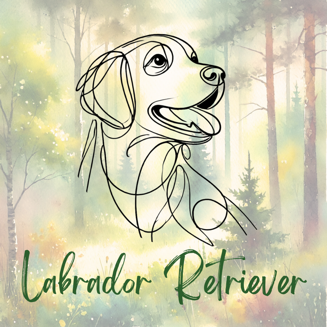 Labrador Retriever