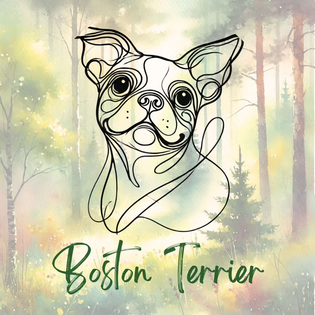 Boston Terrier