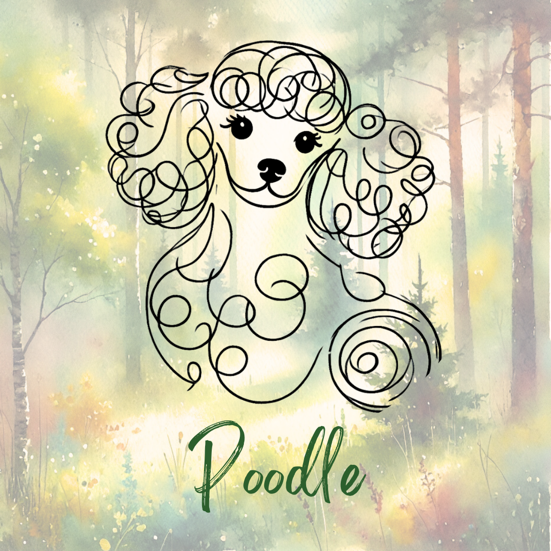 Poodle